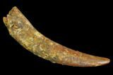Huge, Pterosaur (Siroccopteryx) Tooth - Morocco #127658-1